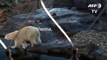 Polar bear takes its first steps outside at Vienna zoo