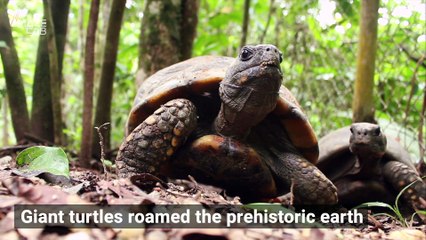 Giant Turtle Fought Off Bus-Sized Crocodiles
