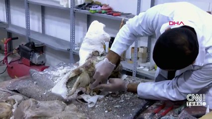 7,5 milyon yaşında zürafa fosili