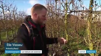 Météo : l'apparition des premiers bourgeons inquiète les arboriculteurs