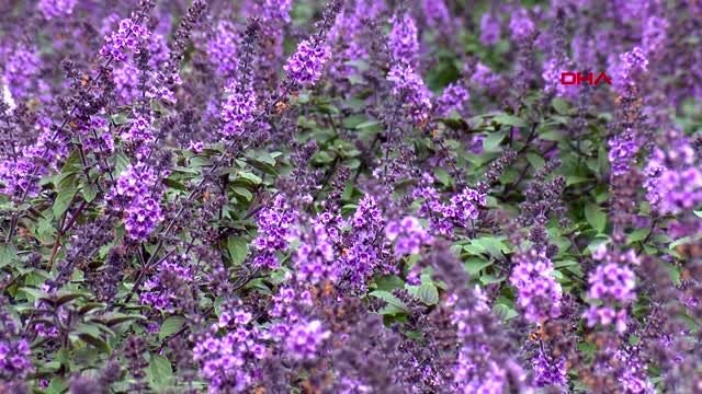 Antalya sevgiliye 'yenilebilir çiçek' hediyesi