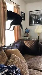 Excited Doggo Jumps for Joy When Visitors Arrive