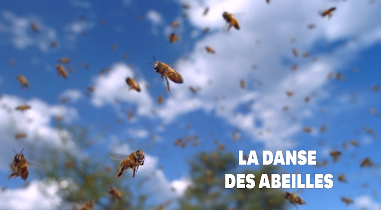 Les abeilles utilisent des danses complexes pour communiquer entre elles