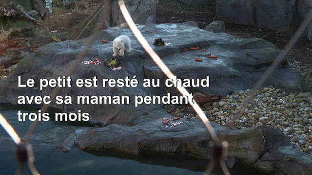 Un ourson polaire au zoo de Vienne fait ses premiers pas à l'extérieur