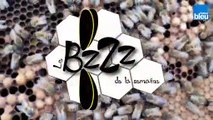 Le BZZZ de la semaine 37 - Comment les abeilles peuvent-elles nous aider pendant l'hiver?