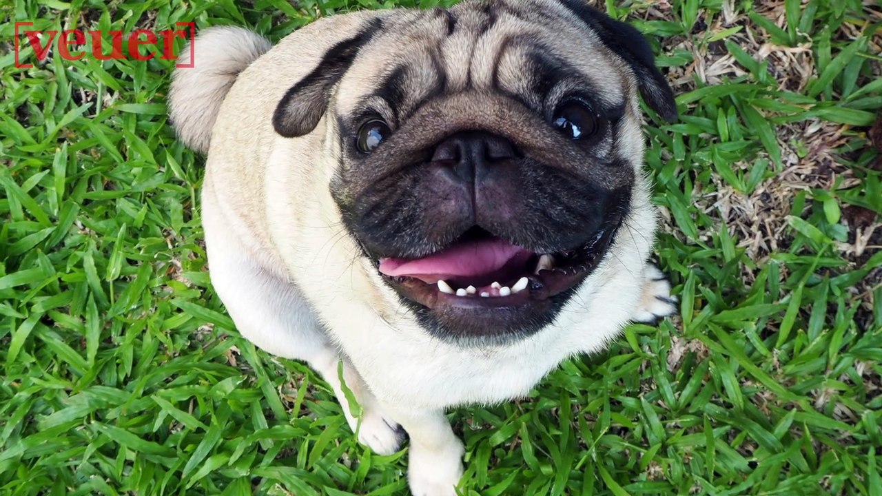 Signs Your Pet May Be Overweight Even If You Don't Think They Are