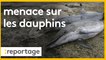 Les dauphins menacés  par la pêche dans le golfe de Gascogne : quelles solutions ?