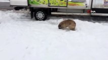 Siirt’te aç kalan hayvanlar için doğaya yem bırakıldı