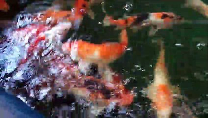 Kolathur color fish market/ whole sale and retail shop in kolathur/Tamil channel/vedio 3