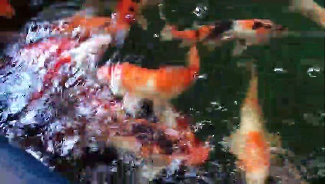 Kolathur color fish market/ whole sale and retail shop in kolathur/Tamil channel/vedio 3
