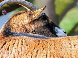 Qurbani Key Liya Chund ehkamat or Masail Eid ul Azha 2019