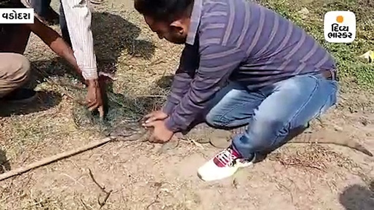 ભાયલી ગામના તળાવમાં માછલી પકડવાની જાળીમાં મગર ફસાયો, 3 ફૂટના મગરને વન વિભાગે રેસ્ક્યૂ કર્યો