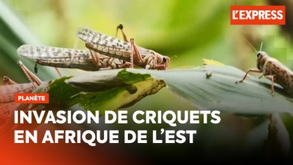 Invasion de criquets en Afrique de l'Est : les cultures menacées
