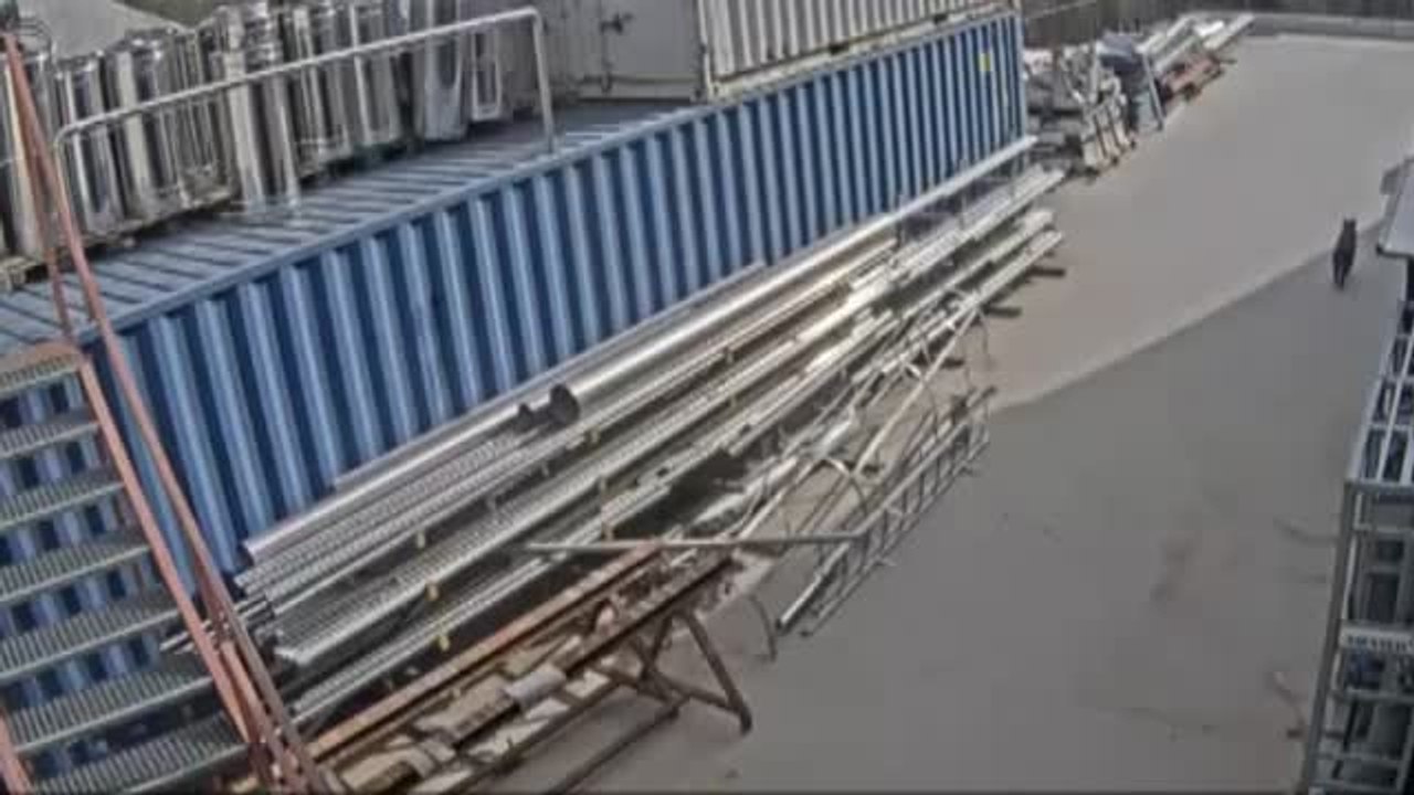 Varios jabalíes saltan desde una azotea