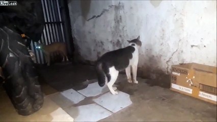 Ces chats... ont des yeux lasers !