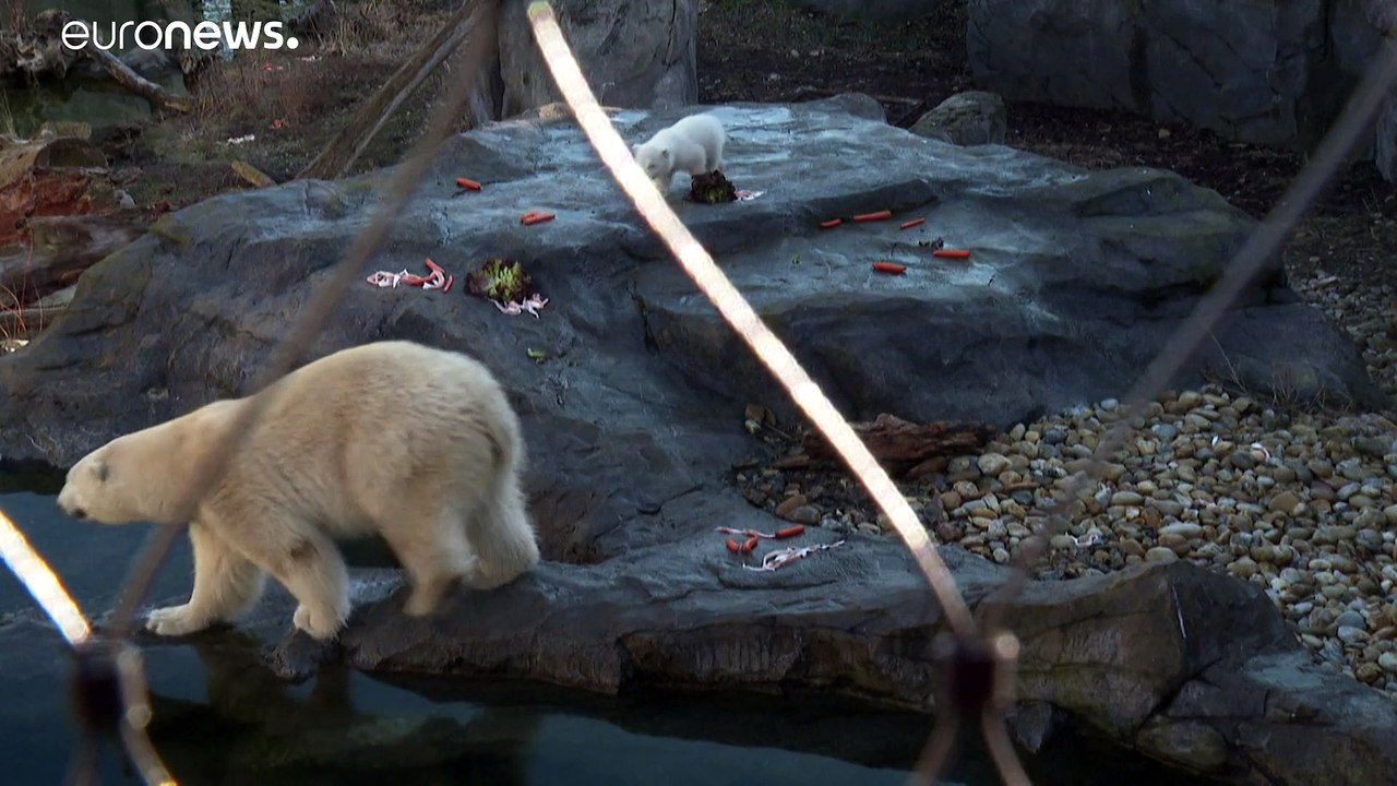 Eisbär-Baby im Wiener Zoo: Flauschiges Fellbündel erkundet die Welt