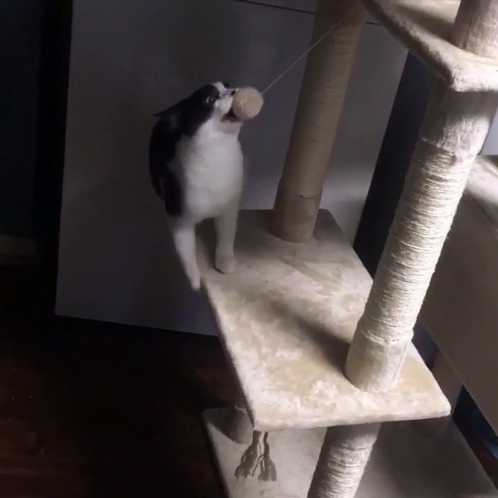 MacGyver ou Spiderman  Ce chat est un cascadeur !