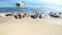Des requins «dansent» sur la plage