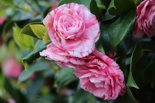 10 Things All Camellia Enthusiasts Need To Know