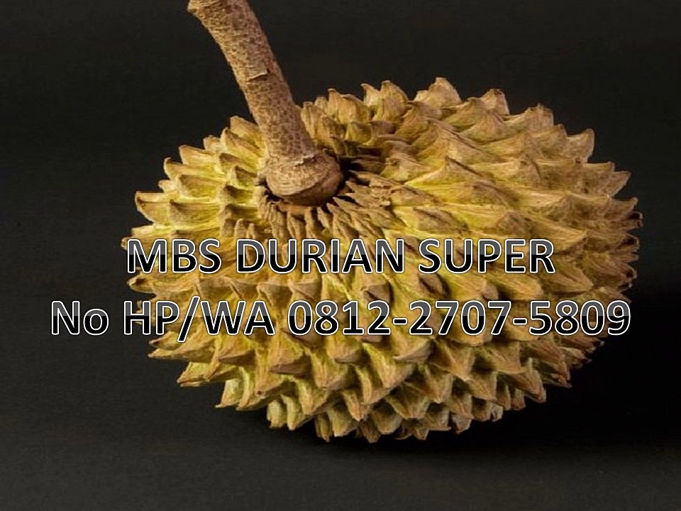 GROSIR, WA 0812-2707-5809, Bibit Durian Duri Hitam Sulawesi Selatan