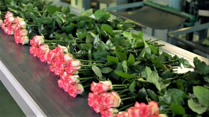 The journey of Valentine's Day flowers