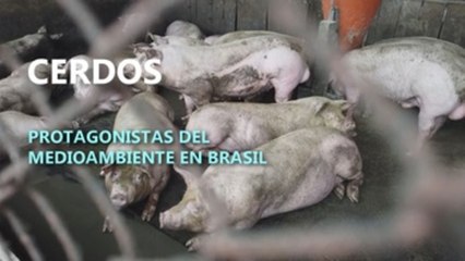 Cerdos, protagonistas del medioambiente en Brasil