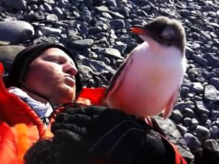 Un adorable pingouin vraiment pas timide