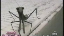Damn bugs!
