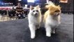 Comically competitive cats can't stop jumping over one another's backs