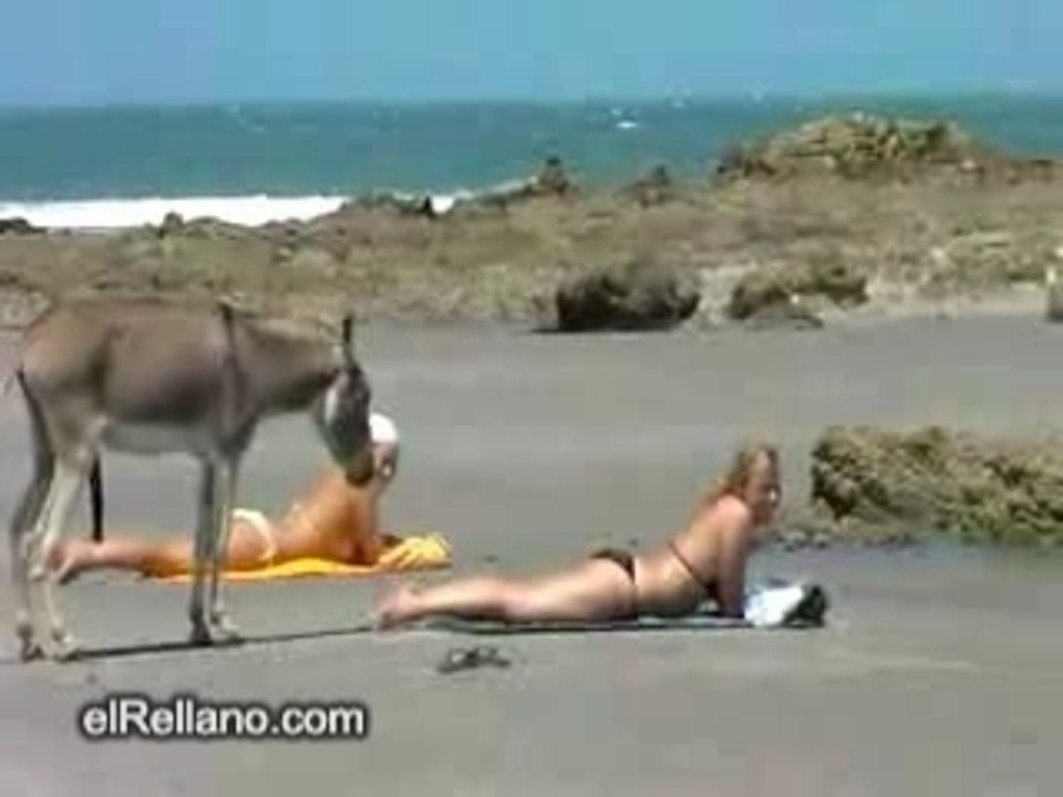 Me_pones_burro