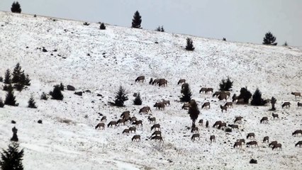 Huge Herd of Elk Graze on a Hill