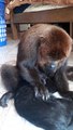 Howler Monkey Cuddles and Grooms Feline Friend