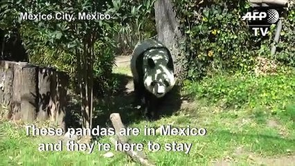 Xin Xin and Shuan Shuan: the only non-Chinese pandas in the world