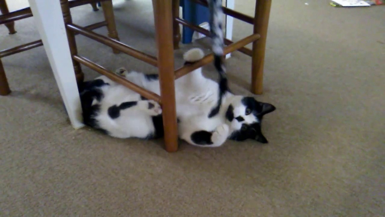 Oreo playing under the kitchen table
