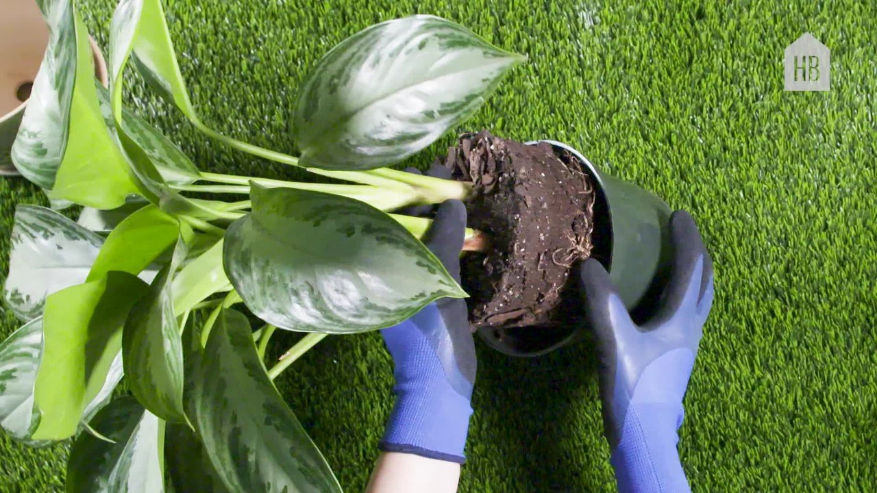 How to Repot a Plant
