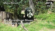Xin Xin et Shuan Shuan : les seuls pandas non chinois au monde