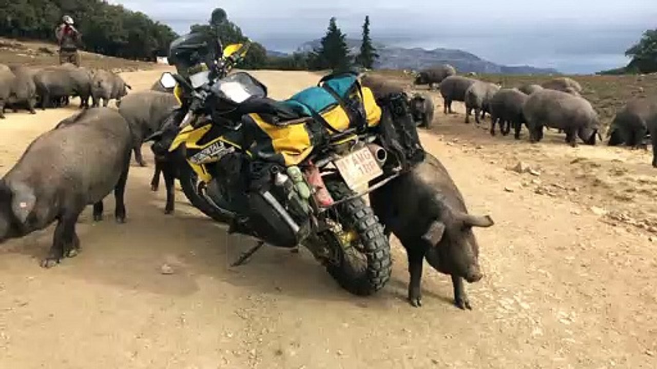 Pig Uses Motorcycle as Backscratcher
