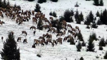 Large Elk Herd Feeding Over Ridge