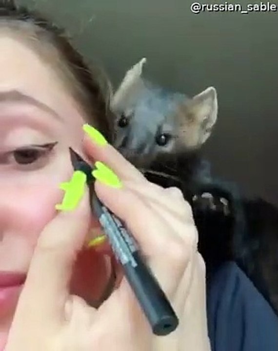 Pet Sable Loves to Play with Owner video Dailymotion