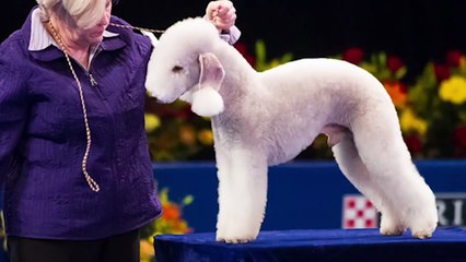 Top 7 Perros Más Caros Del Mundo