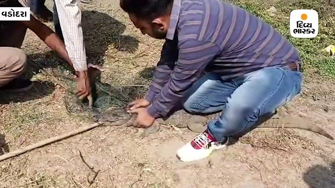 ભાયલી ગામના તળાવમાં માછલી પકડવાની જાળીમાં મગર ફસાયો, 3 ફૂટના મગરને વન વિભાગે રેસ્ક્યૂ કર્યો