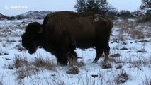 Majestic bison enjoys grazing on a snowy day in Oklahoma