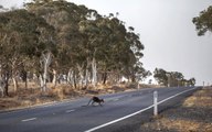 'Great News': Bushfires in New South Wales, Australia Contained After Days of Record Rainfall