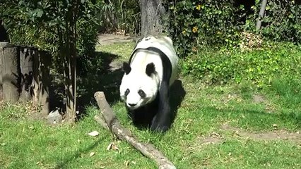 Las únicas pandas mexicanas