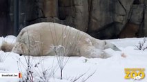 Polar Bear Playing In Snow Is Pure Joy