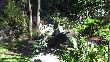 Xin Xin y Shuan Shuan: las únicas pandas en el mundo que no pertenecen a China
