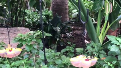 Butterflies Niagra Falls Conservatory 2019 - A Magical Place