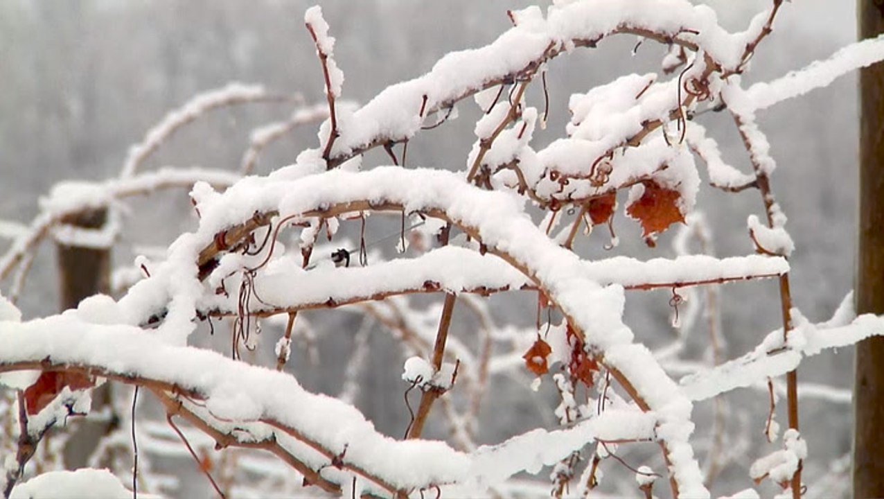 Major temperature shift could affect winemakers