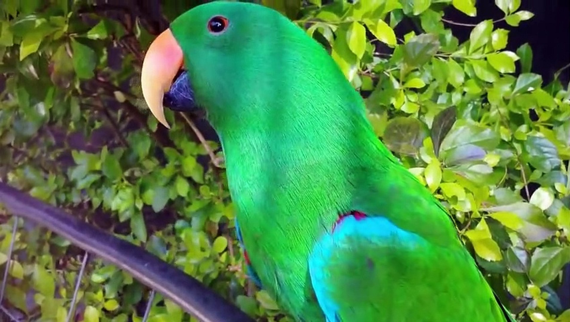 ⁣Top 10 Most Popular talking pet Birds - Talking Parrots