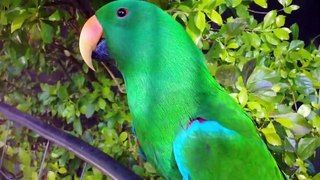 Top 10 Most Popular talking pet Birds - Talking Parrots